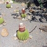Melocactus intortus Leaf