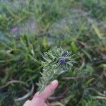Echium arenarium Flower