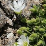 Cerastium uniflorum Virág