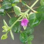 Mesembryanthemum cordifolium Blatt