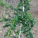 Adenocarpus telonensis Pokrój