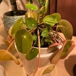 Peperomia polybotryaLeaf