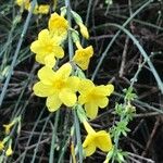 Jasminum nudiflorum Кветка