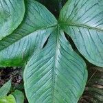 Arisaema ringens List