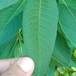 Asclepias purpurascens Leaf