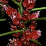 Pavonia cauliflora Flower