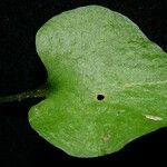Ophioglossum reticulatum 其他