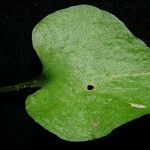 Ophioglossum reticulatum Leaf