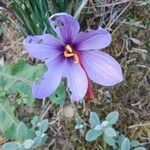 Crocus sativus 花