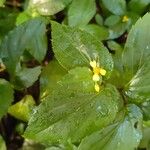 Synedrella nodiflora Flower