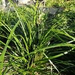 Carex austroalpina Leaf