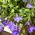 Lobelia erinusЛист