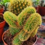 Weberbauerocereus winterianus Hoja