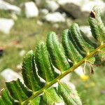 Polystichum lonchitis Лист