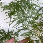 Asparagus setaceus ഇല