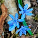 Scilla bifoliaFlower