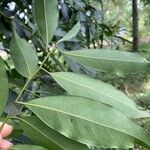 Ocotea acutifolia Hoja