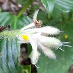 Tinantia erecta Blüte