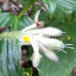 Tinantia erecta Flower