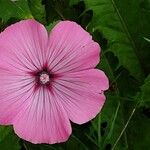 Malva trimestris Квітка