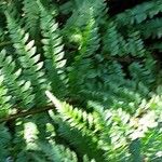 Polystichum braunii Leaf