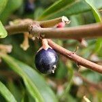 Sarcococca orientalis Fruit