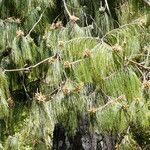 Pinus patula Foglia