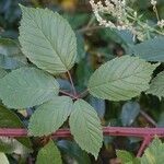 Rubus grabowskii Levél