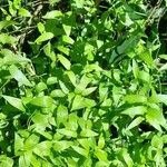 Asparagus asparagoides Blatt
