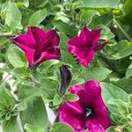 Petunia spp. Fuelha