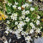 Cerastium alpinum Fleur