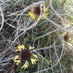 Gaillardia aestivalis Cvet