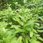 Stachys affinis Folha