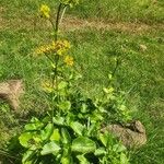 Kalanchoe densiflora Hàbitat