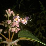 Miconia holosericea Flower