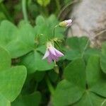 Oxalis latifoliaЦветок