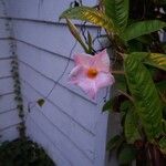 Mandevilla splendens Цветок