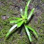 Eichhornia diversifolia 葉