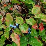 Berberis repens موطن