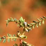 Astragalus pelecinus Sonstige