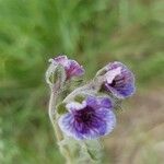 Cynoglossum creticumFlors