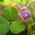 Desmodium triflorum Flower