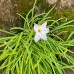 Ipheion uniflorum Flor