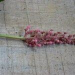 Isertia spiciformis Flower
