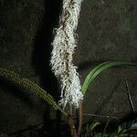 Pentaclethra macroloba Fleur