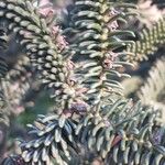 Abies pinsapo Leaf