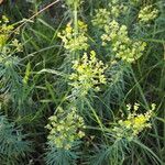 Euphorbia seguieriana Flower