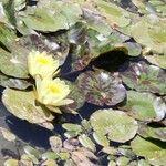 Nymphaea mexicana Habitus