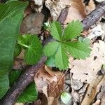 Potentilla anglica 叶