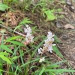 Liriope spicata Flor